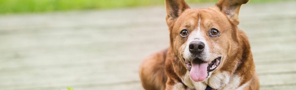 dog banner